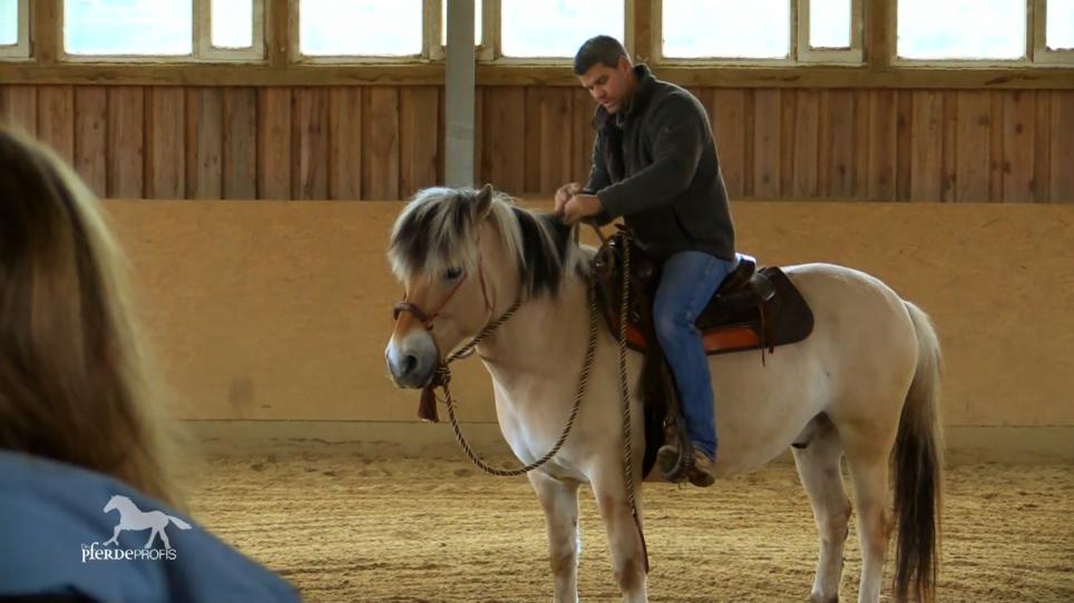 Der Pferdeprofi versucht auf Falko zu reiten Der Pferdeprofi versucht auf Falko zu reiten