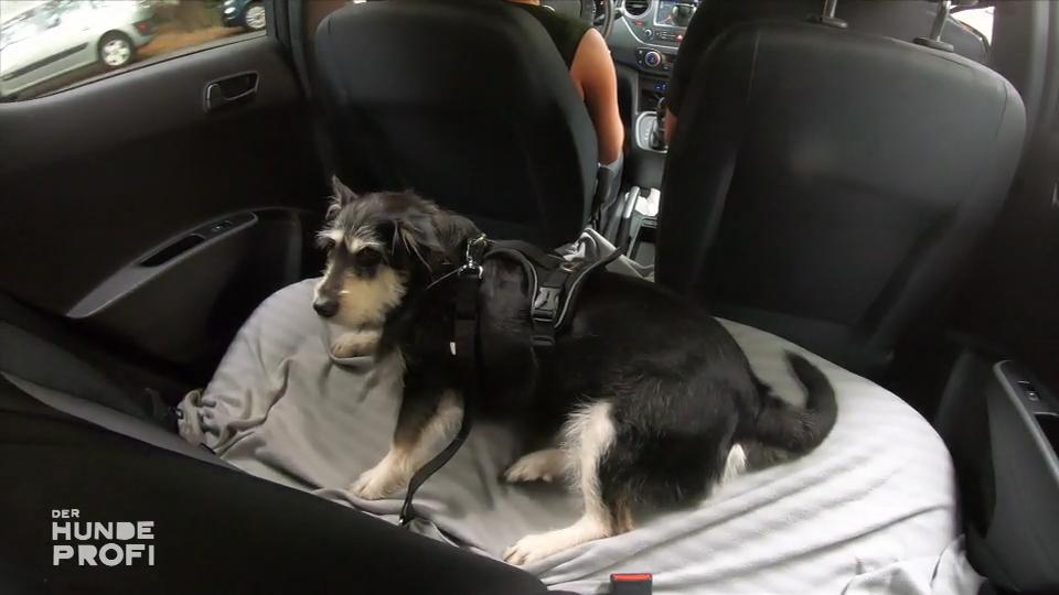 Das Training mit dem Hundeprofi war erfolgreich! Das Training mit dem Hundeprofi war erfolgreich!