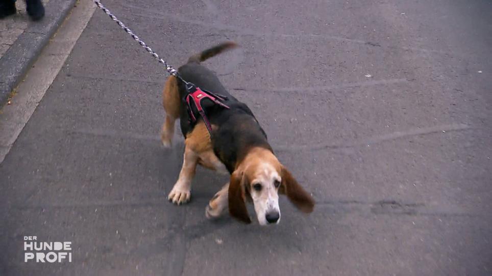 Basset Hubertus ist ein "Leinenzieher" Basset Hubertus ist ein "Leinenzieher"