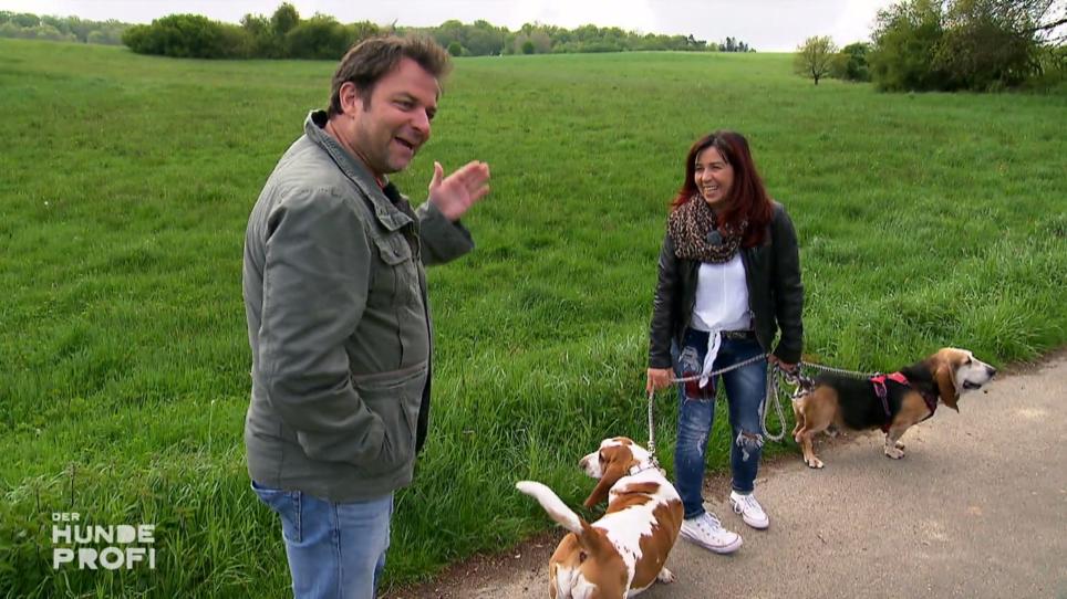 Zwei Bassets, null Erziehung Zwei Bassets, null Erziehung