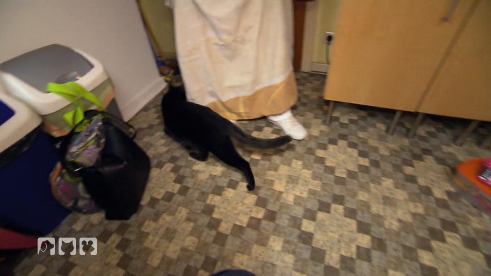 Kater Blacky hat Haargummis gefressen Kater Blacky hat Haargummis gefressen