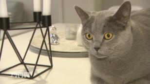 Die Katzenkombi ist nicht optimal Die Katzenkombi ist nicht optimal