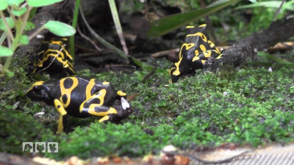 Der schreckliche Pfeilgiftfrosch Der schreckliche Pfeilgiftfrosch