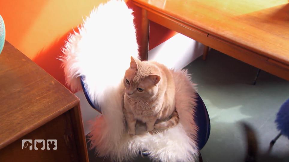Furbo hat Nierenprobleme Furbo hat Nierenprobleme