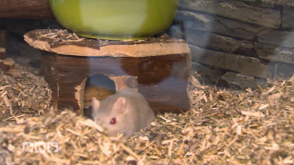 Eine Rennmaus hat "'was an den Ohren" Eine Rennmaus hat "'was an den Ohren"