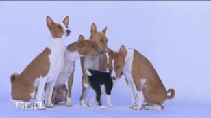 Urhunde aus dem zentralafrikanischen Kongo Urhunde aus dem zentralafrikanischen Kongo