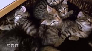 Hilfe für Katzenbabys Hilfe für Katzenbabys