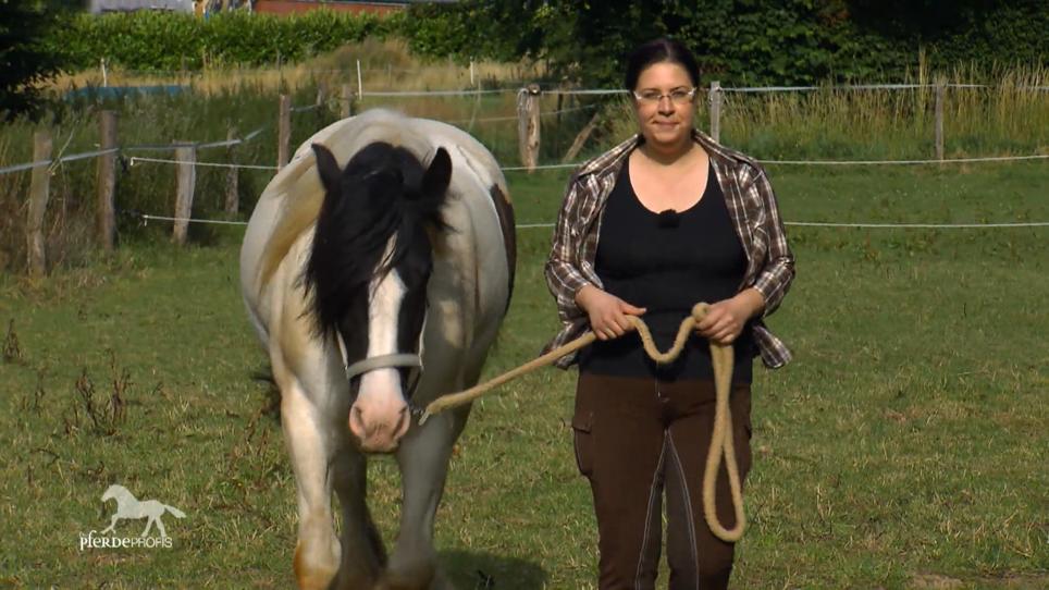 Pferd und Mensch sind nach Unfall traumatisiert Pferd und Mensch sind nach Unfall traumatisiert