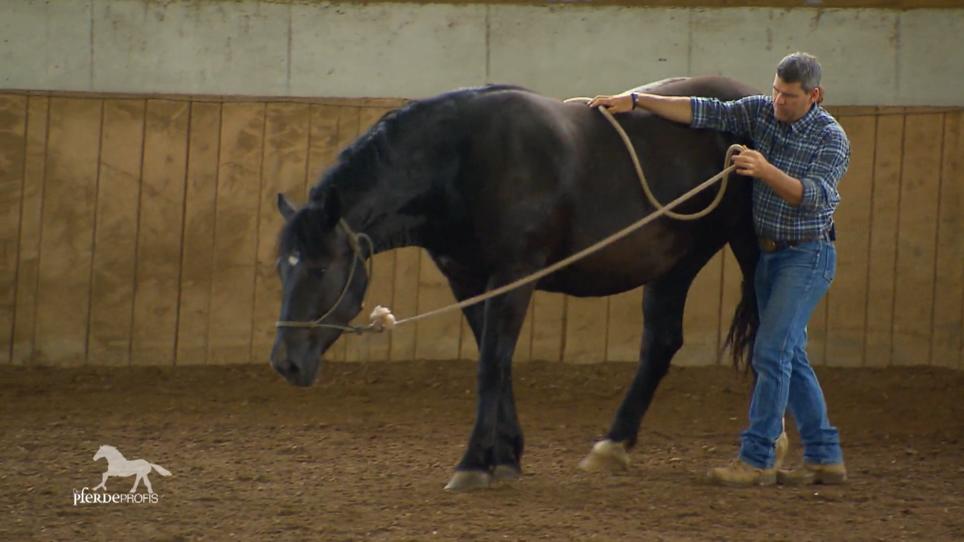 Pferd und Reiter brauchen Nähe Pferd und Reiter brauchen Nähe