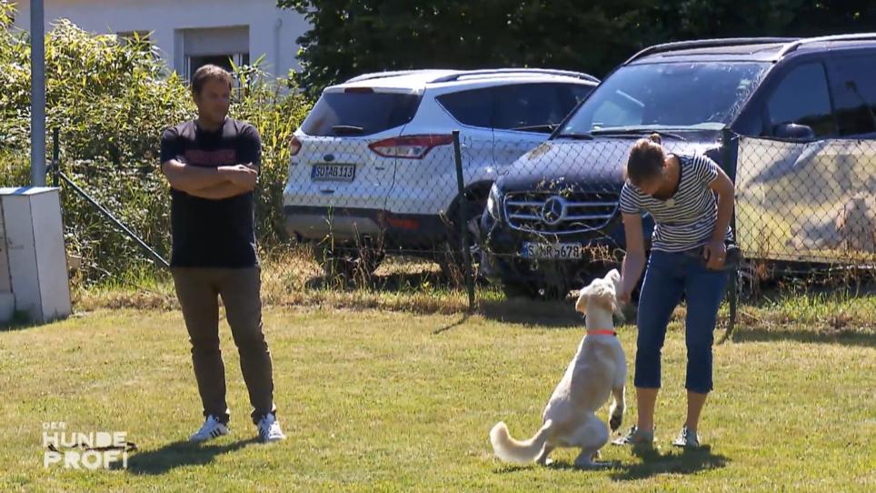 Sie soll sich auf Frauchen Corinna konzentrieren Sie soll sich auf Frauchen Corinna konzentrieren