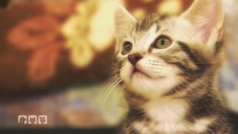 Der Berliner Katzenschutz versorgt Katzenbabys Der Berliner Katzenschutz versorgt Katzenbabys
