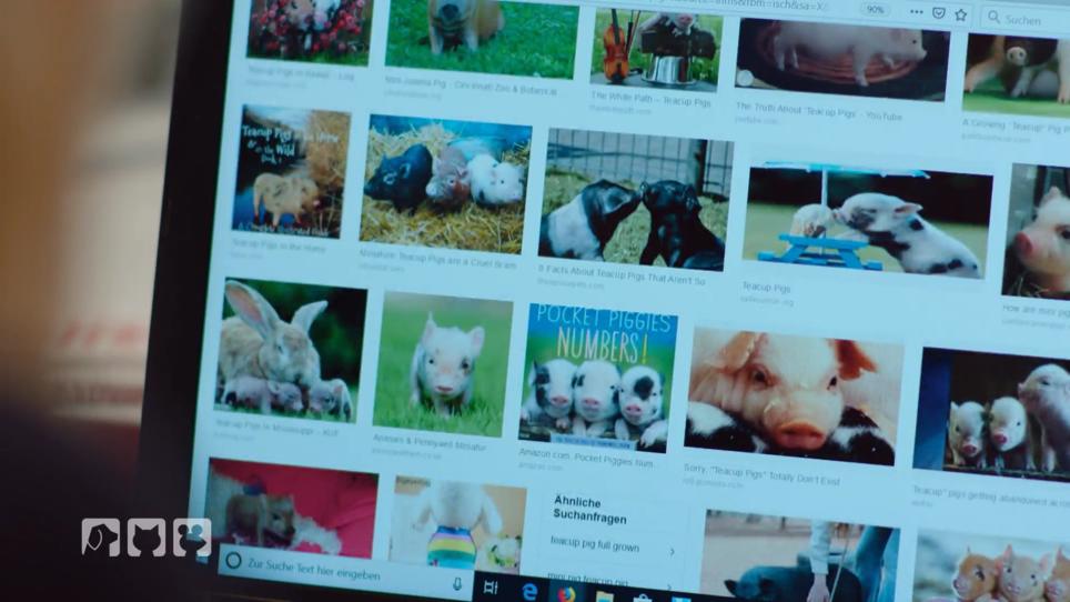 Mini-Schweine: Eine beunruhigende Entwicklung Mini-Schweine: Eine beunruhigende Entwicklung
