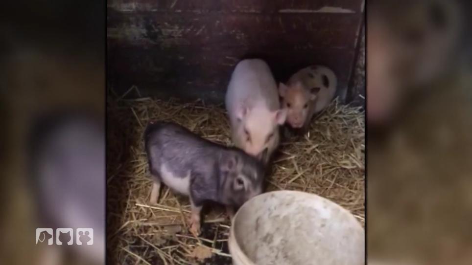 Betrug mit kleinwüchsigen Schweinchen Betrug mit kleinwüchsigen Schweinchen