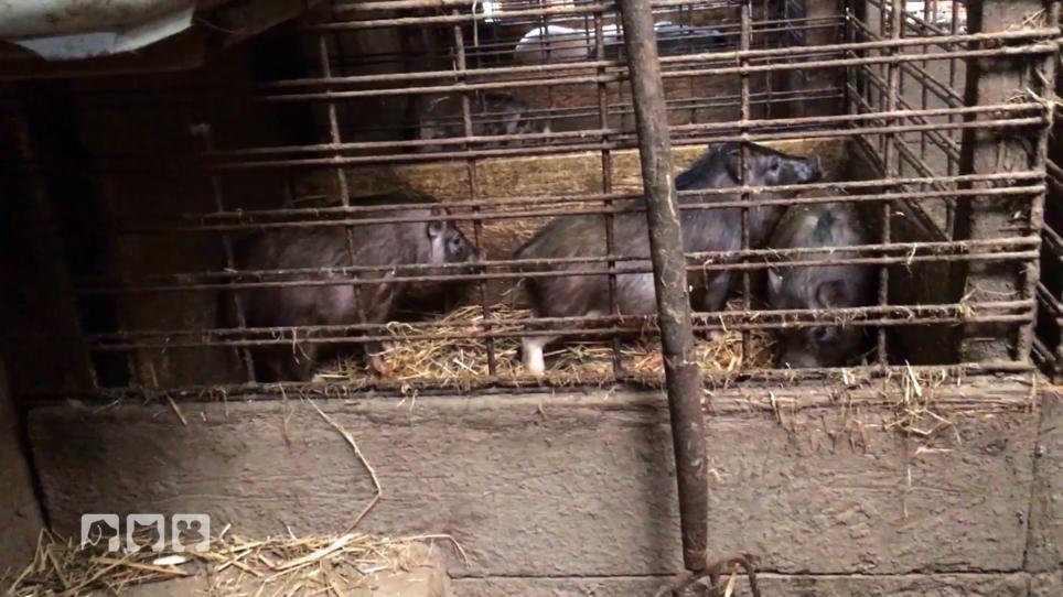 Missstände bei der Schweinehaltung Missstände bei der Schweinehaltung