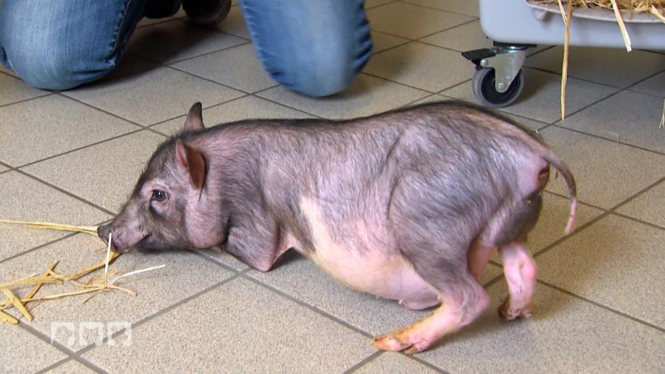 400 Euro für ein krankes Schweinchen 400 Euro für ein krankes Schweinchen