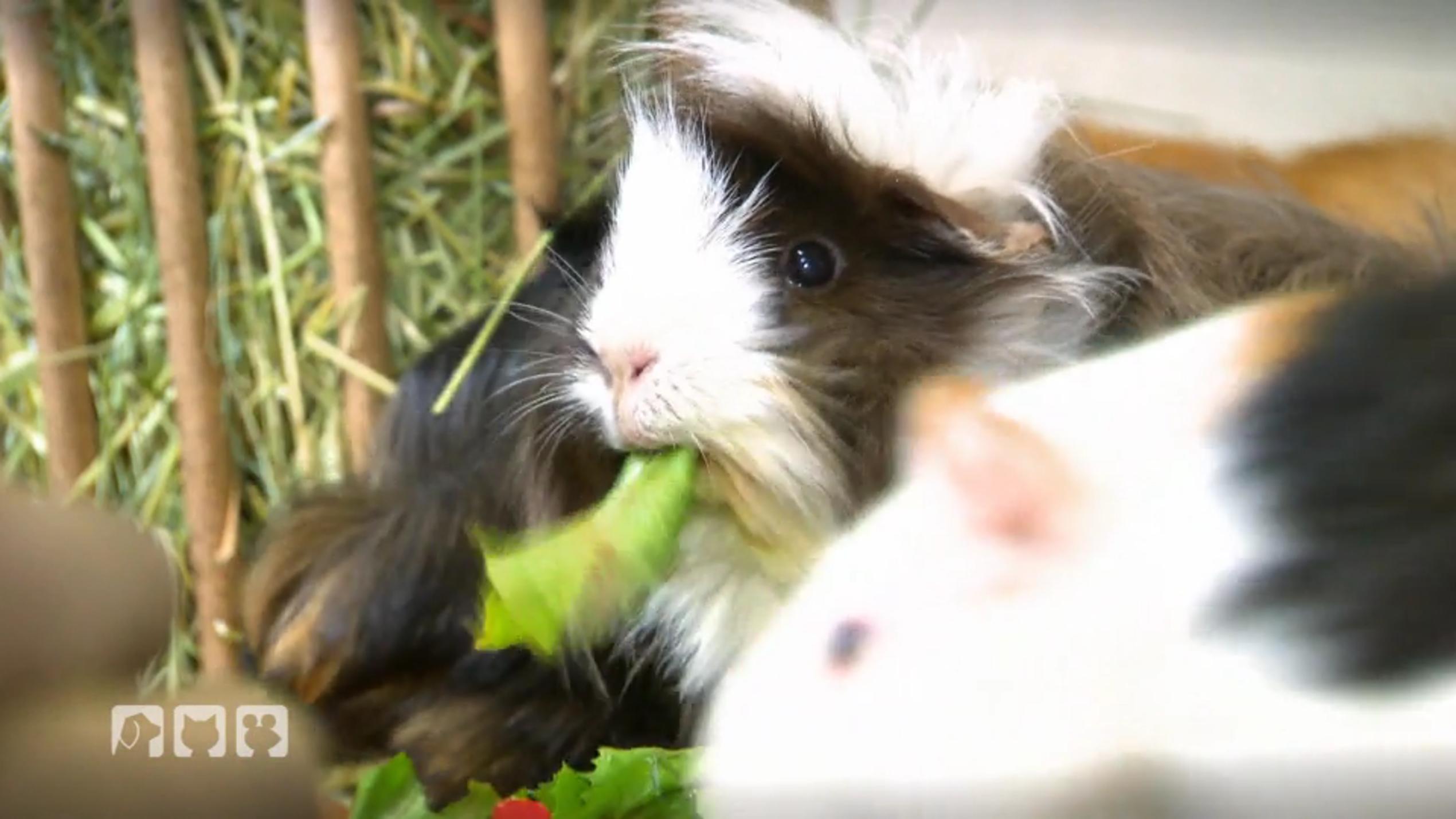 Bei Meerschweinchen geht es haarig zu Bei Meerschweinchen geht es haarig zu