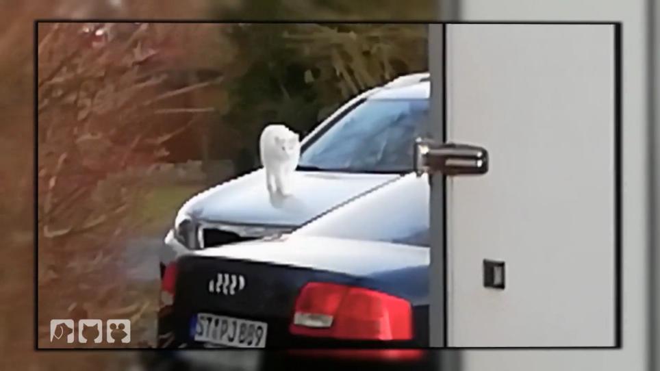 Kater Cante steht voll auf Autos Kater Cante steht voll auf Autos