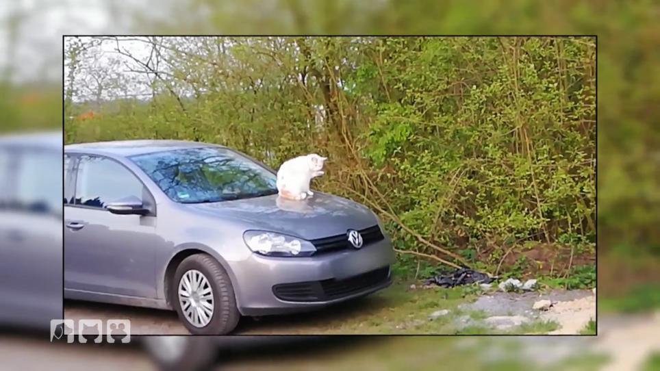 Gibt Cante seine Vorliebe für Autos auf? Gibt Cante seine Vorliebe für Autos auf?