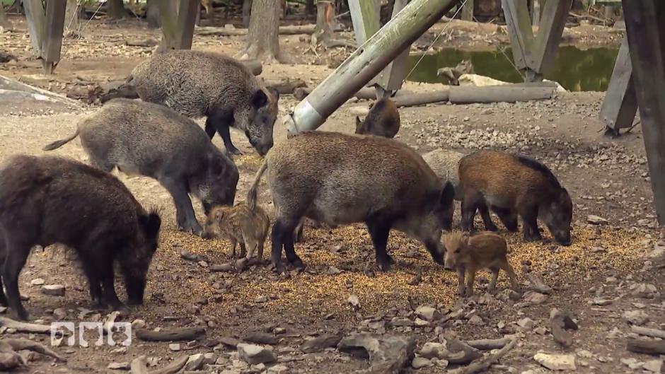 Die Rotte nimmt Pinsel und Borste an Die Rotte nimmt Pinsel und Borste an