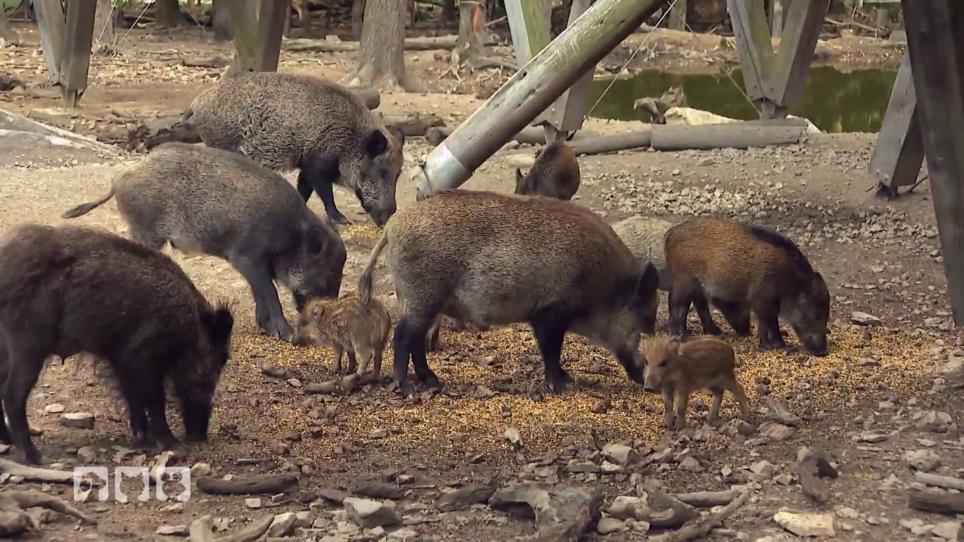Die Rotte nimmt Pinsel und Borste an Die Rotte nimmt Pinsel und Borste an