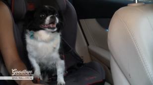 Familienhund Gina muss zum Tierarzt Familienhund Gina muss zum Tierarzt