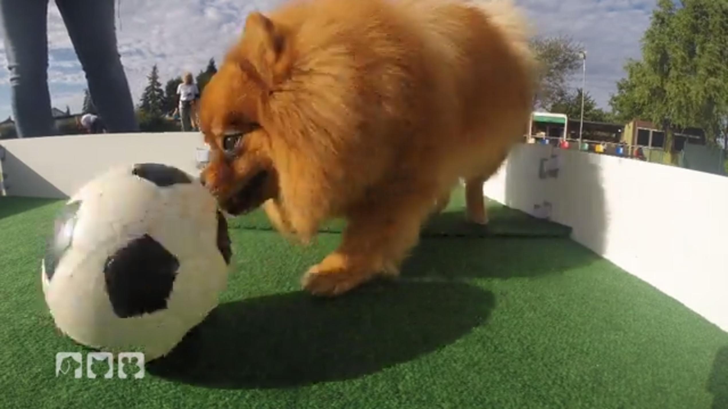Der neue Spaß im Hundesport Der neue Spaß im Hundesport