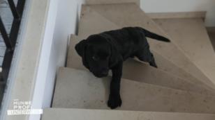 Welpe Marla kann keine Treppen laufen Welpe Marla kann keine Treppen laufen