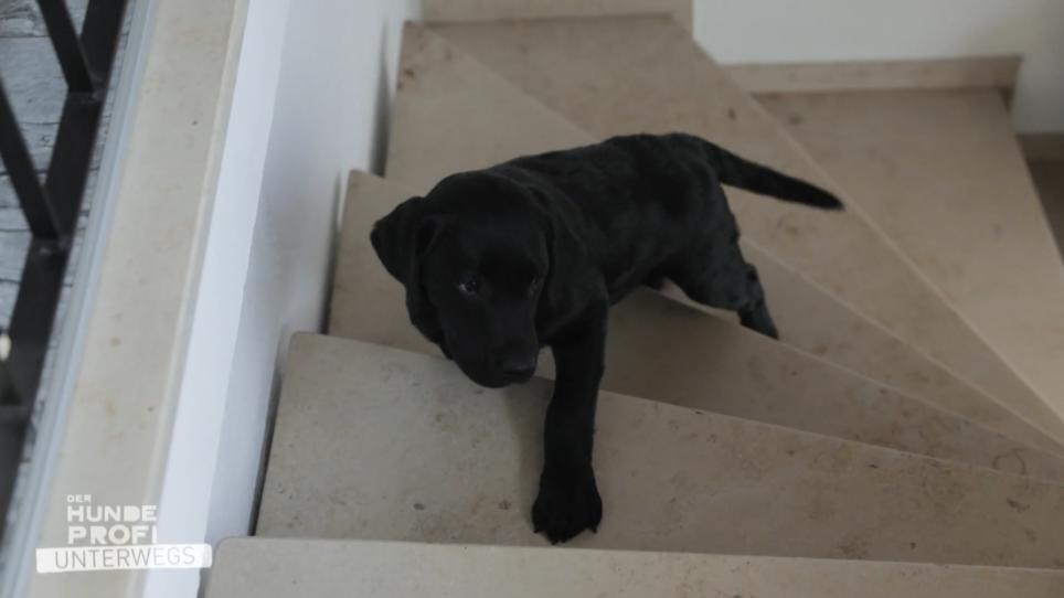 Welpe Marla kann keine Treppen laufen Welpe Marla kann keine Treppen laufen