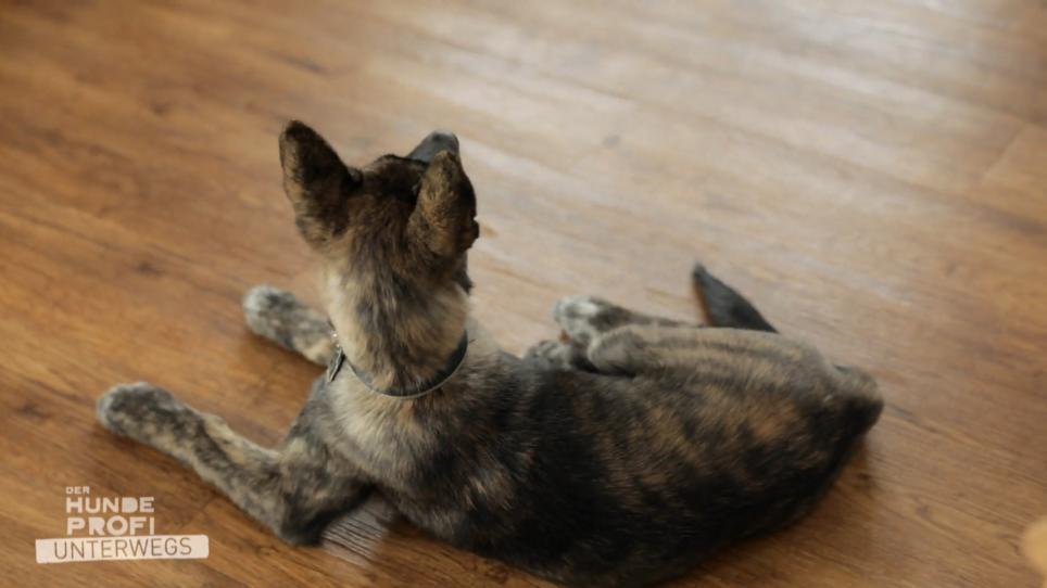 Der Schäferhundwelpe muss lernen zu bleiben Der Schäferhundwelpe muss lernen zu bleiben