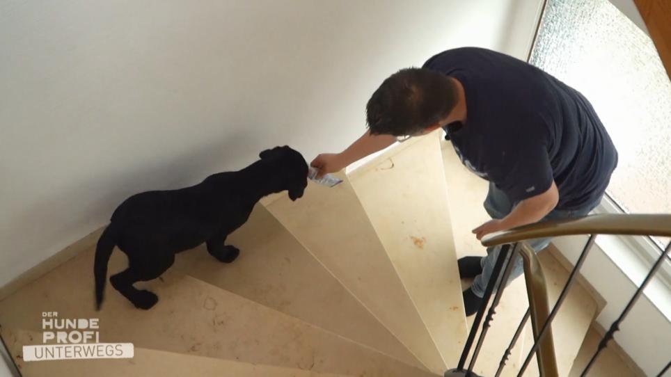 Marla leistet mehr als der Hundprofi erwartet Marla leistet mehr als der Hundprofi erwartet