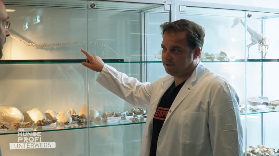 Der Hundeprofi besucht eine Tierpathologie Der Hundeprofi besucht eine Tierpathologie
