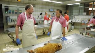 Der Tierpathologe erklärt den Ablauf Der Tierpathologe erklärt den Ablauf