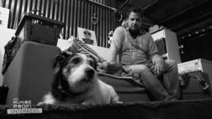Nicos Gesundheit macht dem alten Hund zu schaffen Nicos Gesundheit macht dem alten Hund zu schaffen