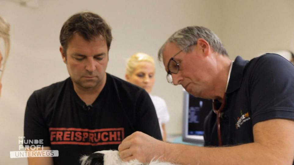 Die Zusammenarbeit mit einem Tierarzt ist wichtig Die Zusammenarbeit mit einem Tierarzt ist wichtig