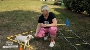 Auch Senioren-Hunde brauchen Bewegung Auch Senioren-Hunde brauchen Bewegung