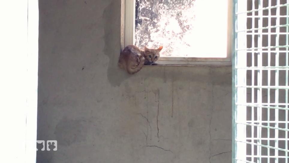 Judith Pein kauft Tierheimkatzen frei Judith Pein kauft Tierheimkatzen frei