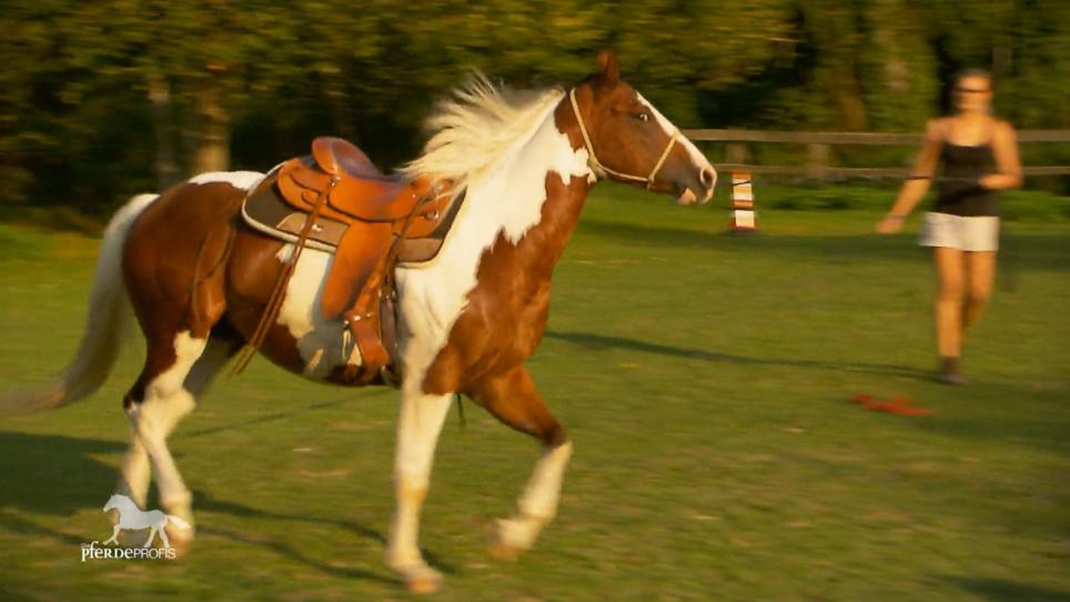 Leroy ist bockig und rennt weg Leroy ist bockig und rennt weg