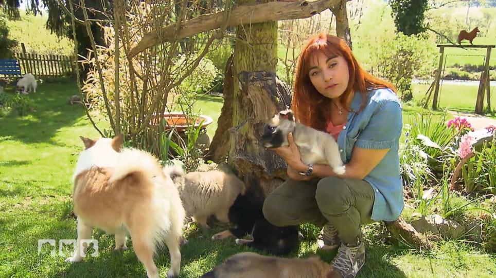 Diana Eichhorn stellt Islandhunde vor Diana Eichhorn stellt Islandhunde vor