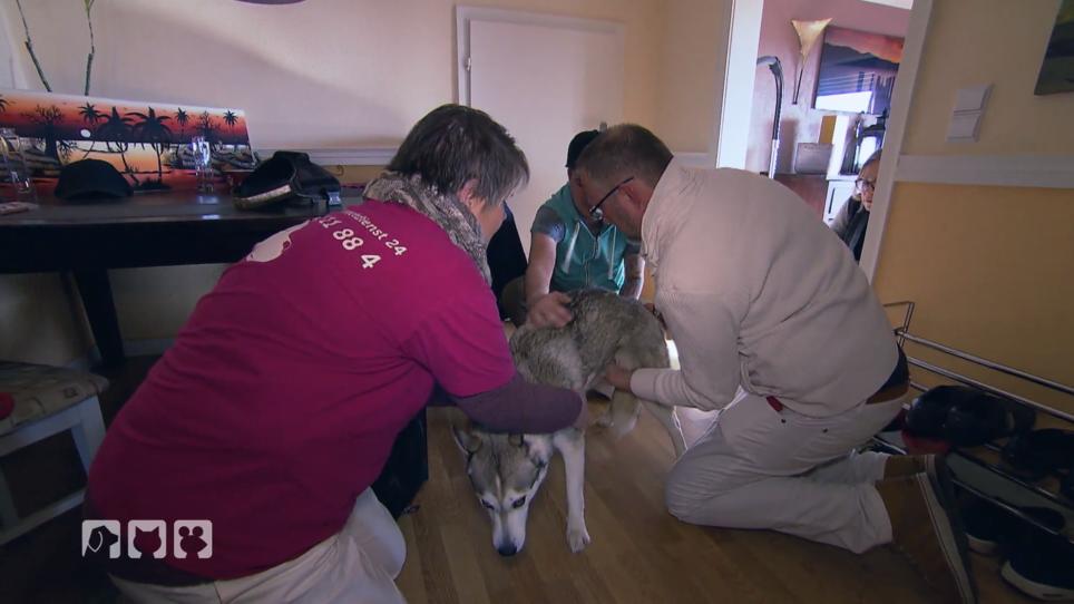 Husky-Hündin übergibt sich und frisst nicht mehr Husky-Hündin übergibt sich und frisst nicht mehr
