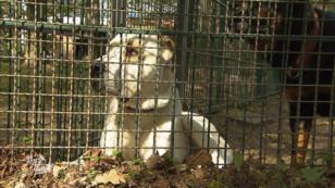 Ralf will dem Tierheim helfen Ralf will dem Tierheim helfen