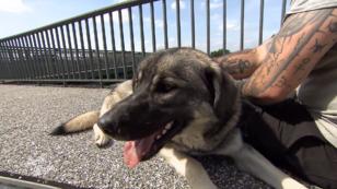 Herdenschutzhund Geri muss noch viel lernen Herdenschutzhund Geri muss noch viel lernen