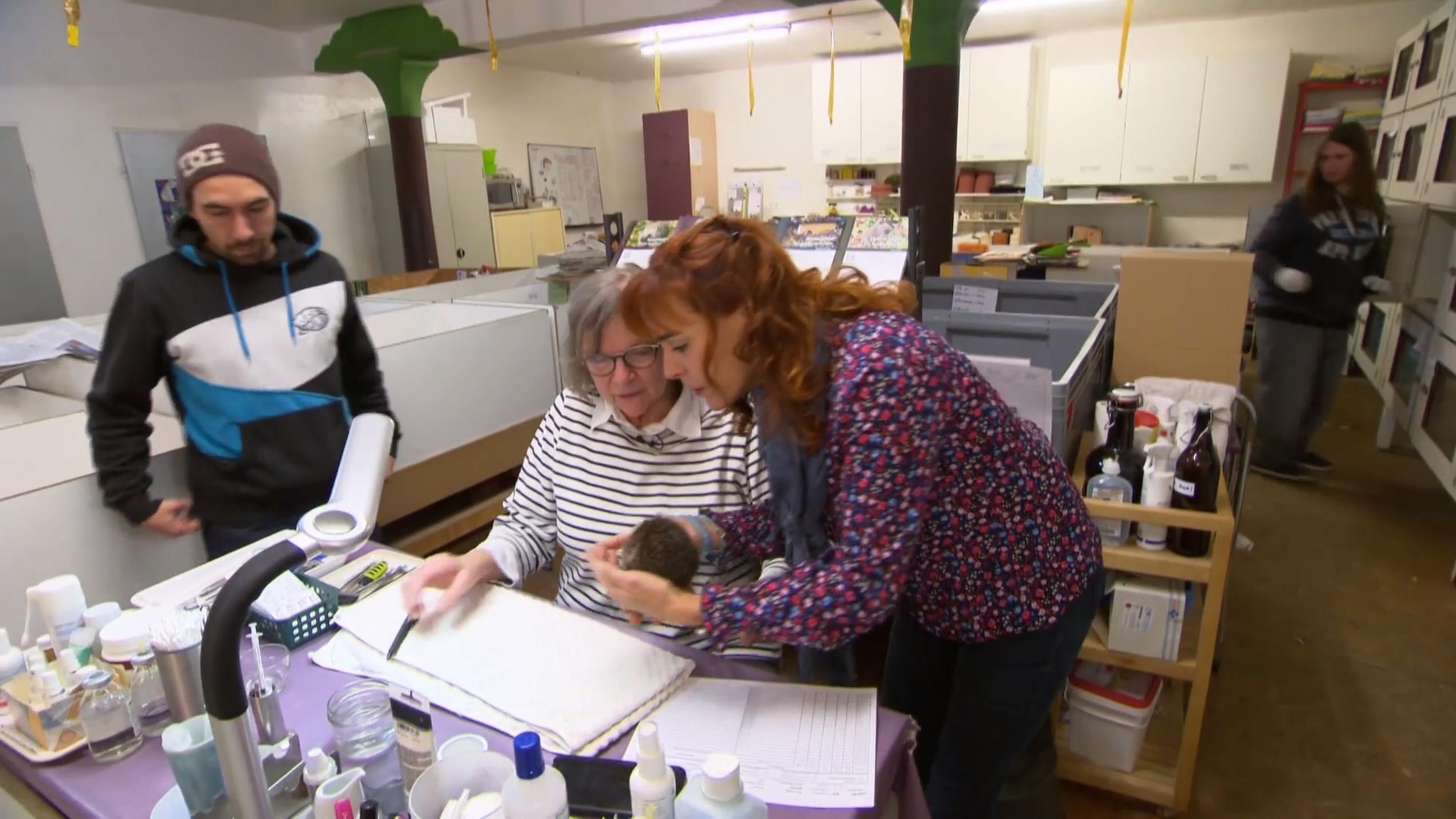 Monika Thomas rettet kranke und verletze Igel Monika Thomas rettet kranke und verletze Igel