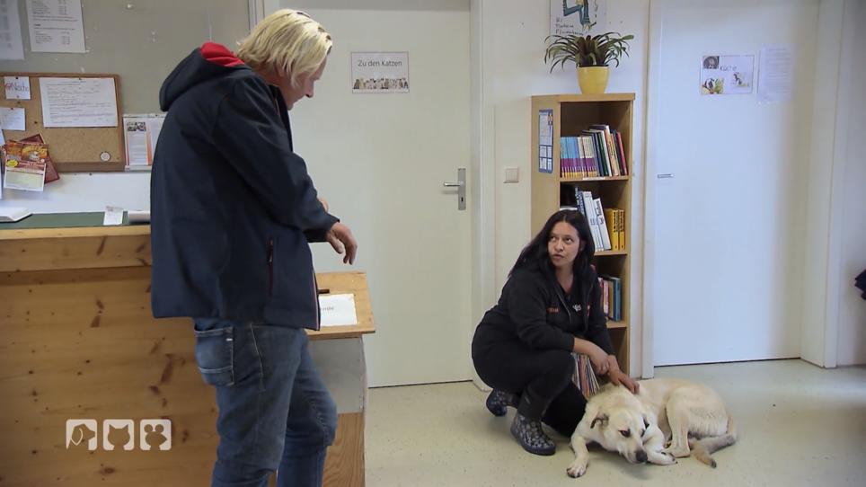 Streuner Asu leidet an einem Trauma Streuner Asu leidet an einem Trauma