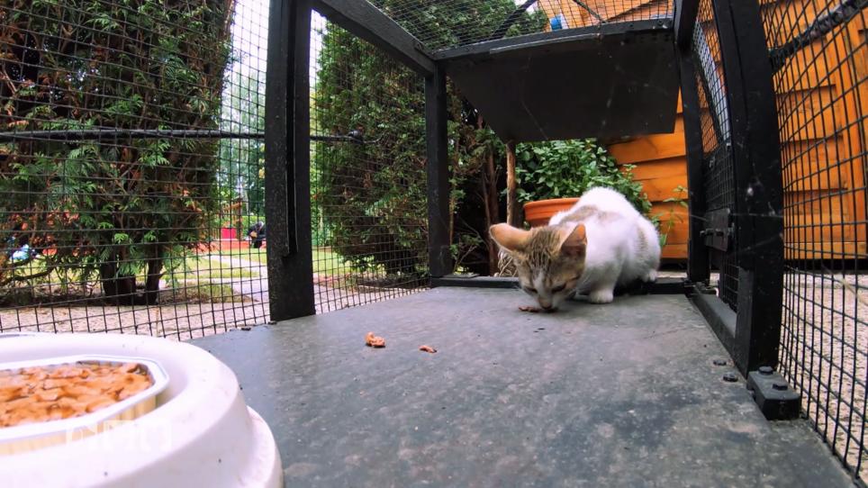 Vier verwilderte Katzen müssen eingefangen werden Vier verwilderte Katzen müssen eingefangen werden