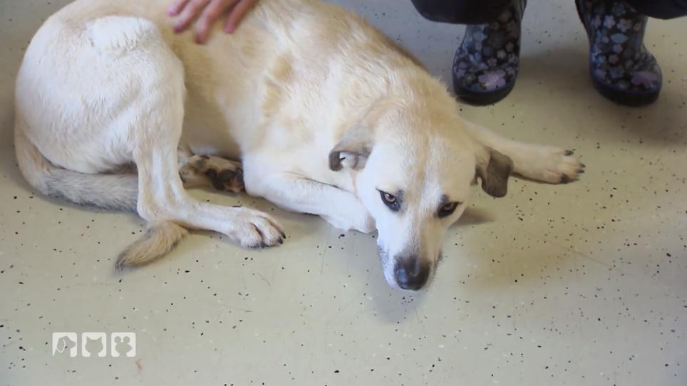 Frank Weber findet eine erfahrene Hundetrainerin Frank Weber findet eine erfahrene Hundetrainerin