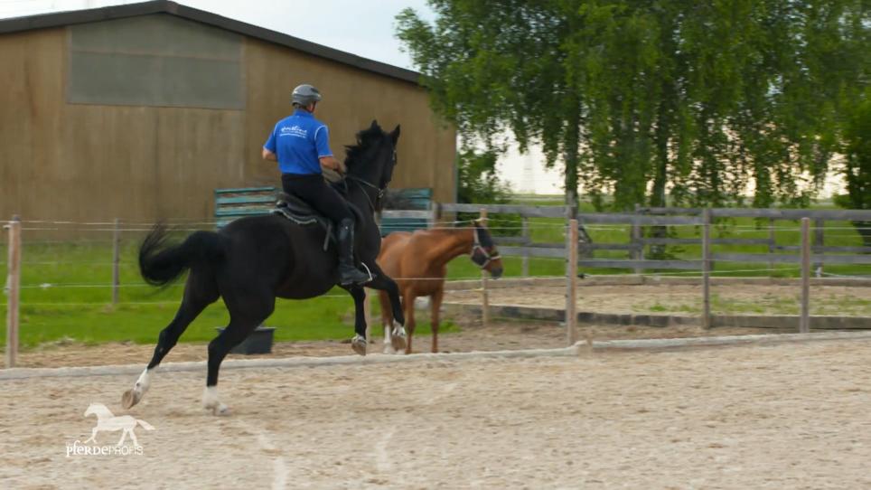 Manuelas Pferd Luis ist nicht reitbar Manuelas Pferd Luis ist nicht reitbar