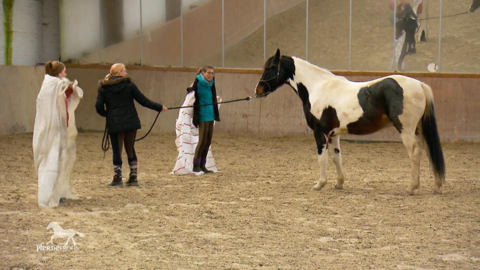 Dakota bekommt ein Anti-Schrecktraining Dakota bekommt ein Anti-Schrecktraining