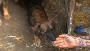 Ralf rettet Hunde von Tiermessis Ralf rettet Hunde von Tiermessis