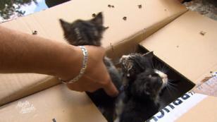 Die Harten Hunde wollen Katzen retten Die Harten Hunde wollen Katzen retten