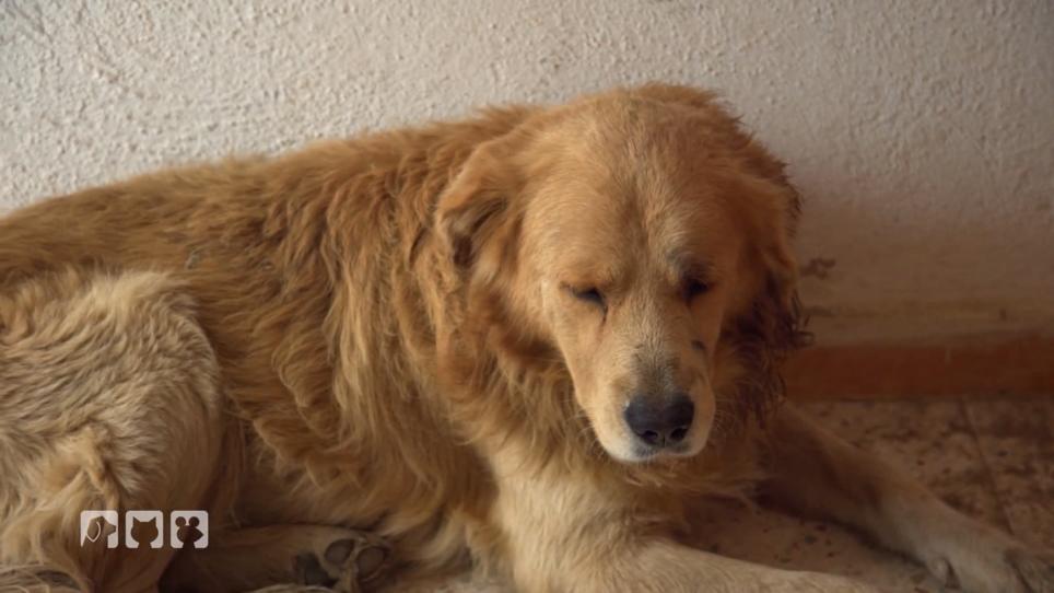 Ausgesetzte Rassehunde Ausgesetzte Rassehunde